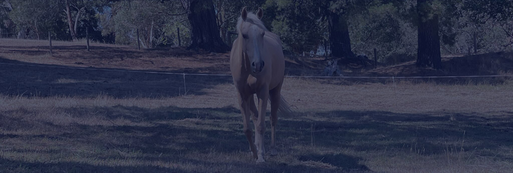 Equine Assisted Psychotherapy